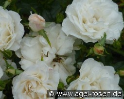 Carte Blanche kaufen, clicken für mehr Details Carte Blanche