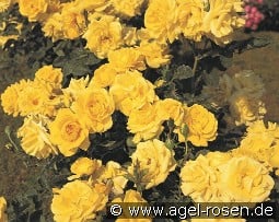 Carte d'Or kaufen, clicken für mehr Details Carte d'Or