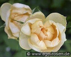 Casanova kaufen, clicken für mehr Details Casanova