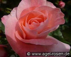 Céline Delbard kaufen, clicken für mehr Details Céline Delbard