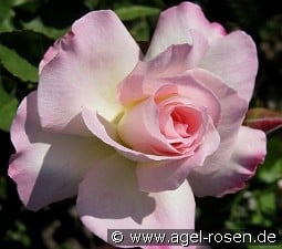 Charles Aznavour syn. Matilda kaufen, clicken für mehr Details Charles Aznavour syn. Matilda