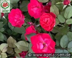 Cherry Bonica kaufen, clicken für mehr Details Cherry Bonica