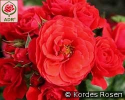 Cherry Girl kaufen, clicken für mehr Details Cherry Girl