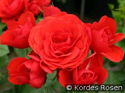 Chica Flower Circus kaufen, clicken für mehr Details Chica Flower Circus