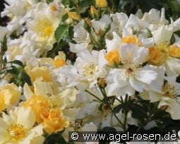 Coloma kaufen, clicken für mehr Details Coloma