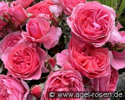 Comtesse Liger-Belair kaufen, clicken für mehr Details Comtesse Liger-Belair