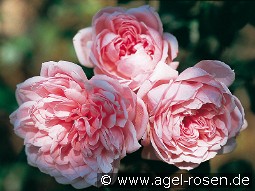 Comtesse de Ségur kaufen, clicken für mehr Details Comtesse de Ségur