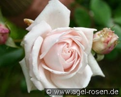 Constanze Mozart kaufen, clicken für mehr Details Constanze Mozart