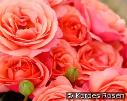 Coral Lions Rose kaufen, clicken für mehr Details Coral Lions Rose