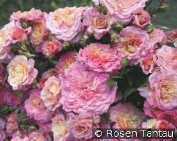 Country Girl kaufen, clicken für mehr Details Country Girl