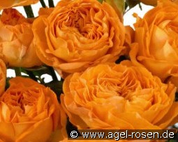 Country Trendsetter kaufen, clicken für mehr Details Country Trendsetter