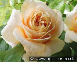 Cream Abundance syn. Convent Garden kaufen, clicken für mehr Details Cream Abundance syn. Convent Garden