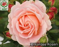 Cremosa kaufen, clicken für mehr Details Cremosa