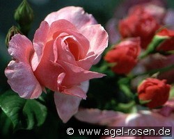 Daniela kaufen, clicken für mehr Details Daniela