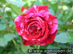 Deep Impression kaufen, clicken für mehr Details Deep Impression