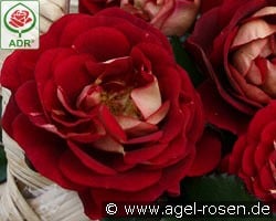 Die Sehenswerte kaufen, clicken für mehr Details Die Sehenswerte