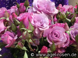 Dioressence kaufen, clicken für mehr Details Dioressence