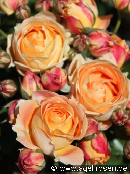 Dolce Vita® 2013 kaufen, clicken für mehr Details Dolce Vita® 2013