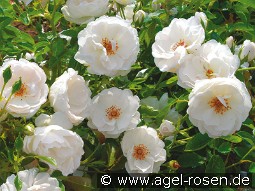 Dominique Loiseau kaufen, clicken für mehr Details Dominique Loiseau