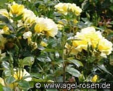 Donaugold kaufen, clicken für mehr Details Donaugold