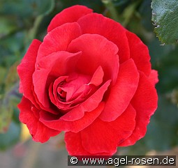 Duftwolke kaufen, clicken für mehr Details Duftwolke