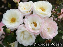 Eisprinzessin kaufen, clicken für mehr Details Eisprinzessin