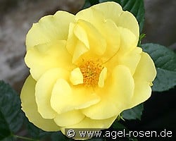 Elbegold kaufen, clicken für mehr Details Elbegold