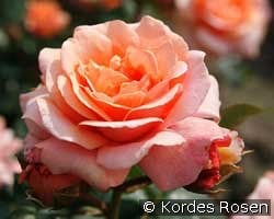 Engelsgesicht kaufen, clicken für mehr Details Engelsgesicht