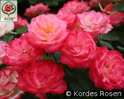 Enjoy kaufen, clicken für mehr Details Enjoy