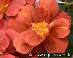 Espresso kaufen, clicken für mehr Details Espresso