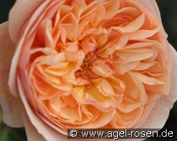 Eveline Wild Essbare Rose kaufen, clicken für mehr Details Eveline Wild Essbare Rose
