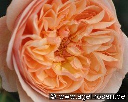 Eveline Wild Essbare Rose