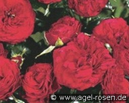 Feuerland kaufen, clicken für mehr Details Feuerland