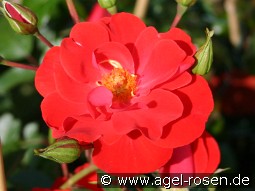 Fiesta Flamenca kaufen, clicken für mehr Details Fiesta Flamenca