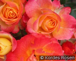 Firebird kaufen, clicken für mehr Details Firebird