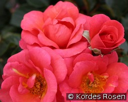 Flamingo '22 kaufen, clicken für mehr Details Flamingo '22