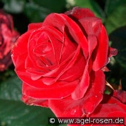 Florence Flower Circus kaufen, clicken für mehr Details Florence Flower Circus