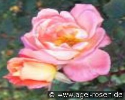 Florett kaufen, clicken für mehr Details Florett