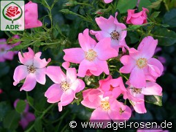 Fortuna kaufen, clicken für mehr Details Fortuna