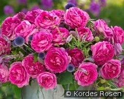 Fräulein Maria kaufen, clicken für mehr Details Fräulein Maria