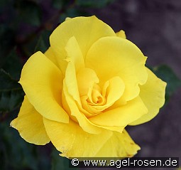 Friesia kaufen, clicken für mehr Details Friesia