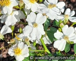 Frigga kaufen, clicken für mehr Details Frigga