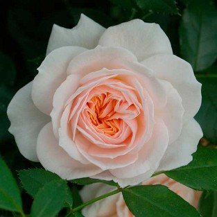 Garden of Roses syn. Cream Flower Circus