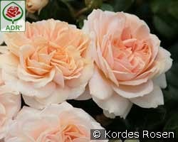 Garden of Roses syn. Cream Flower Circus kaufen, clicken für mehr Details Garden of Roses syn. Cream Flower Circus