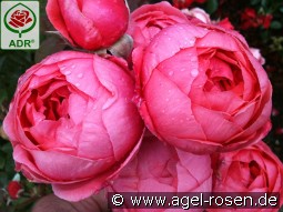 Gartenprinzessin Marie-José kaufen, clicken für mehr Details Gartenprinzessin Marie-José