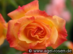 Gartenspaß kaufen, clicken für mehr Details Gartenspaß