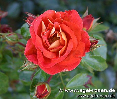 ADR-Rose ‘Gebrüder Grimm‘ (3-Liter Topf)
