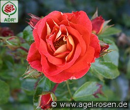 Gebrüder Grimm kaufen, clicken für mehr Details Gebrüder Grimm