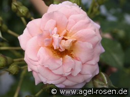 Geisha kaufen, clicken für mehr Details Geisha