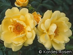 Gelber Engel kaufen, clicken für mehr Details Gelber Engel